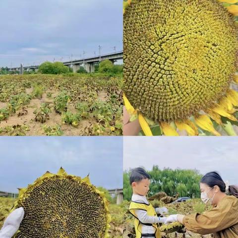 活动二采摘（学校、培训机构）