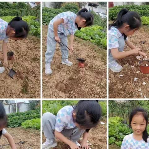 【东街学校】‖劳动教育之果实节系列实践活动进行中