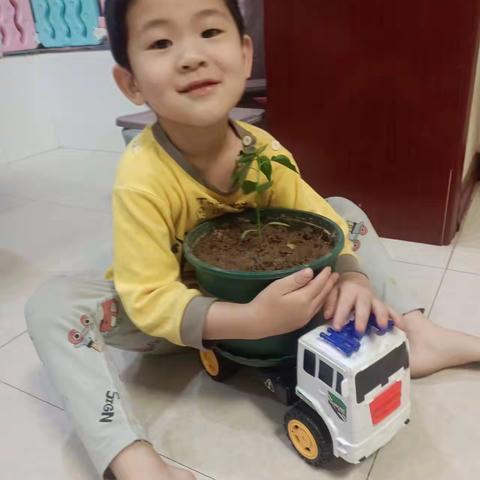 “快乐种植，感悟成长”——兆麟幼儿园小二班远程种植 阶段性总结