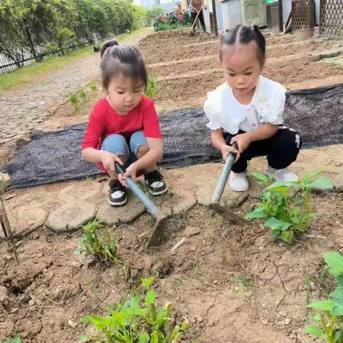 田园拾趣 感受生命——义台街幼儿园小一班种植活动