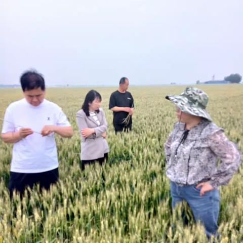 抓好小麦产地检疫  确保生产安全