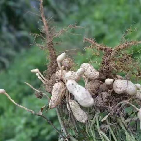 小小花生用处大 朴实无华泥土扎——记五年级二班花生主题实践活动