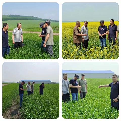 库都尔镇全力做好绿色食品原料标准化生产基地创建工作