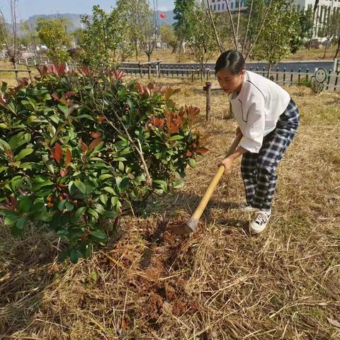 遂川荧屏小学绿化带施肥实纪篇