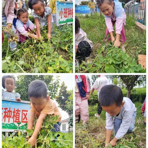 丰收季节     幼遇花生——上郭小学幼儿园