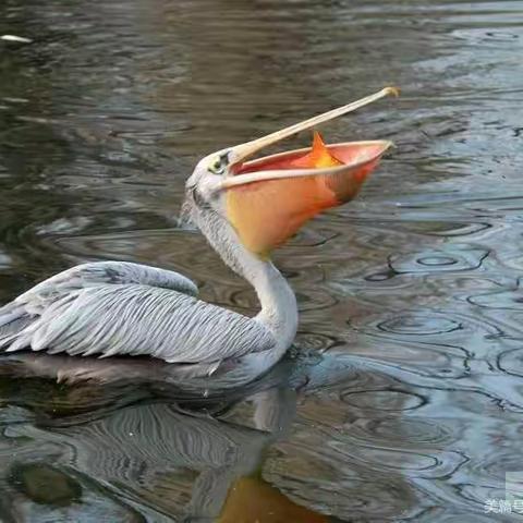 捕鱼🐠能手——鹈鹕