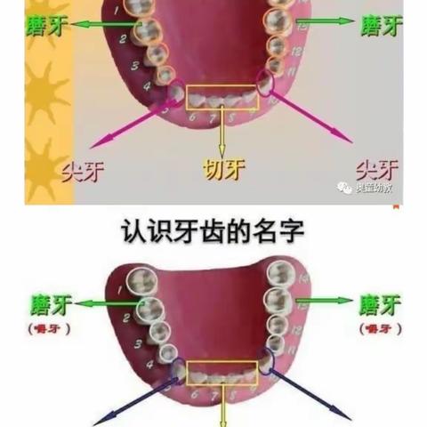 【马幼红红童心印】—大班课程故事：从“齿”开始