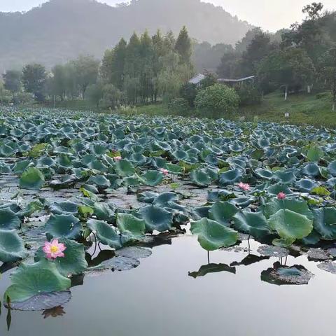 【雅礼麓谷中学2317班黄浩宇生物实践作业】主题：调查周边环境中的生物