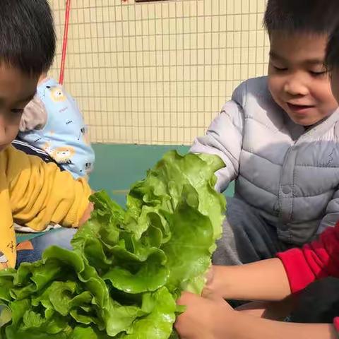 生活实践活动——“小手洗蔬菜”（副本）