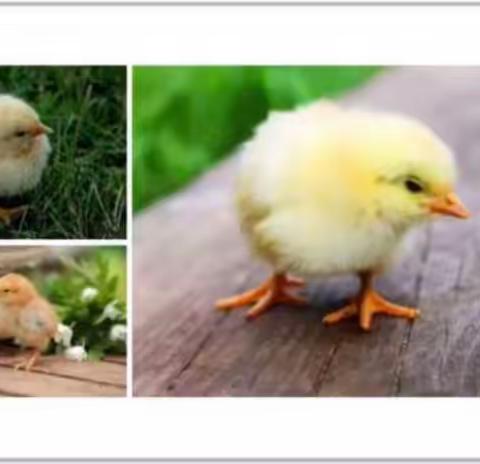 Kiss baby ——启智班美育🎨第十一节课《咕咕鸡🐤》