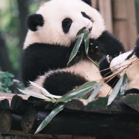 小时代美术启智班美育课程第一节《熊猫🐼》