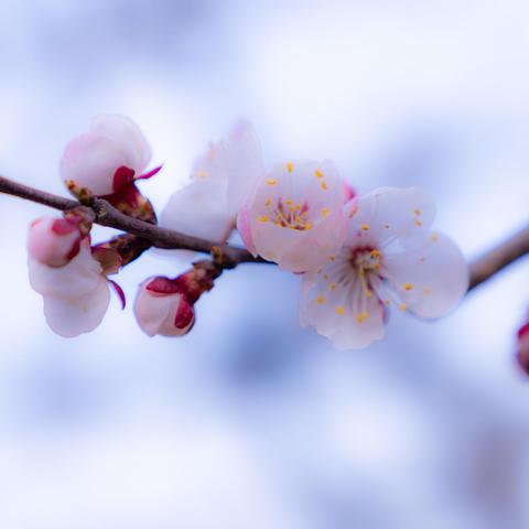 又见一年杏花红