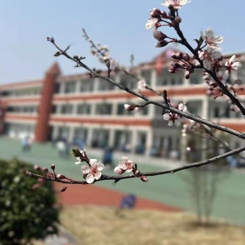 教心聚力绽芳华，研以登高共成长一一记2024年3月田畈小学数学教研活动