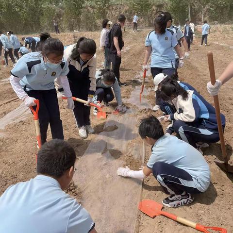 “知行合一，别样收获” 太原市常青藤中学校初170班秋收劳动实践活动