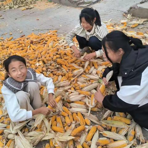 学习农耕文化，体验秋收喜悦——丛中中心校学生劳动实践活动