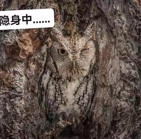 神奇的隐身术