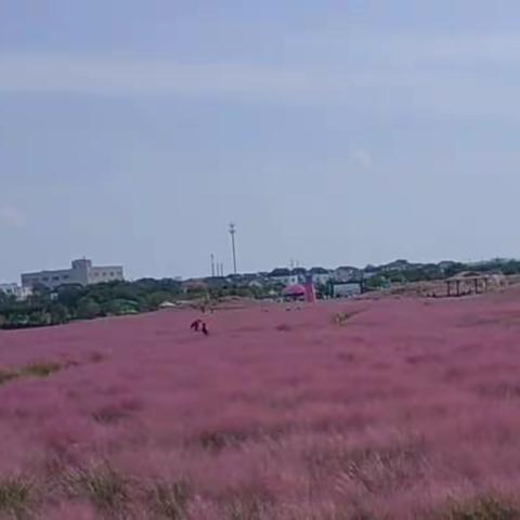 9月18日平巷里花海一日游