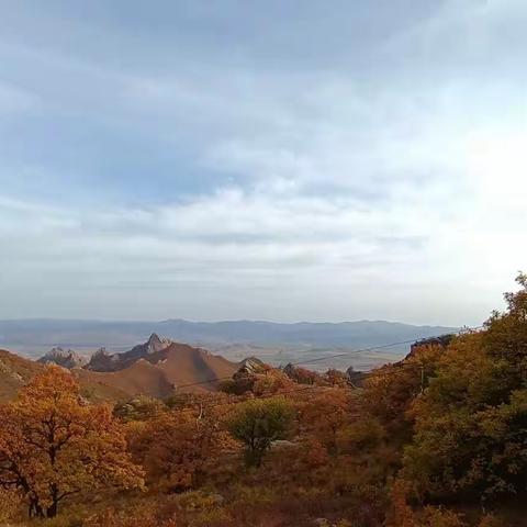 枫叶漫山