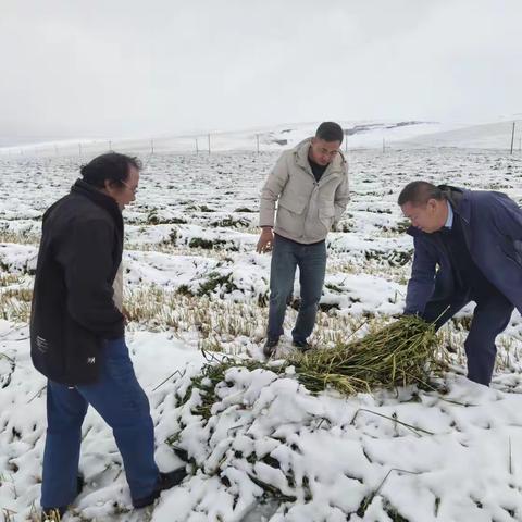 石乃亥支行进村查看农牧户雪后受灾情况