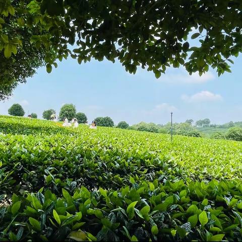 乌山茶镇———蓝山迪诺芒果青园大二班研学之旅之“茶的秘密”