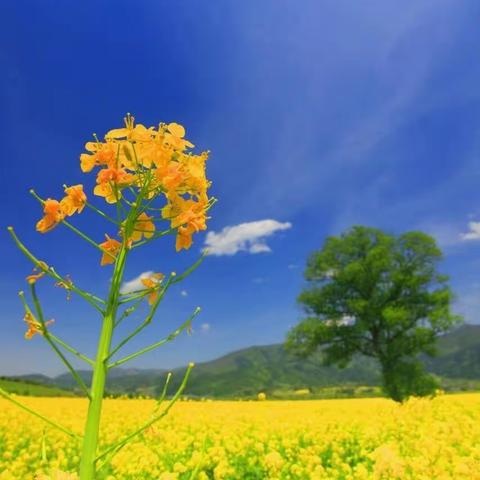 【双减】走出教室，寻找春天的足迹