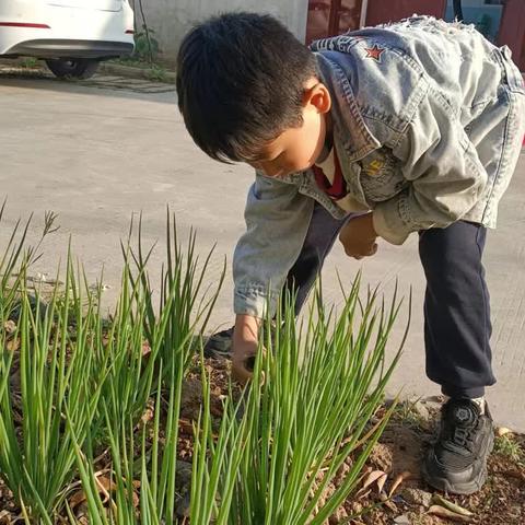 我劳动，我快乐，我光荣——记舞钢市第七小学一（9）班五一劳动实践活动