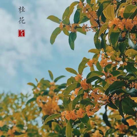 小一班食秋之———桂花小丸子