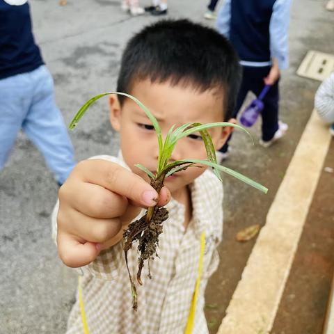 余江区第一幼儿园中一班种植活动--你好 花生