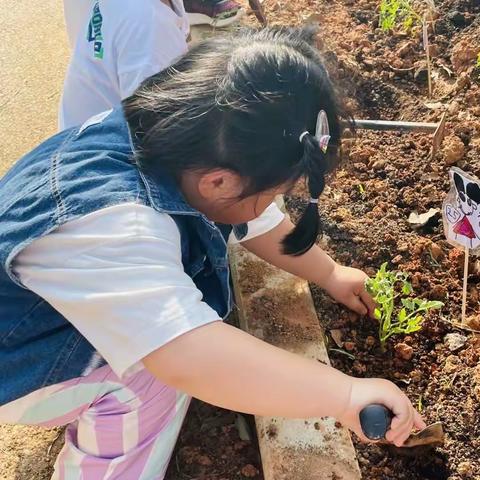 余江区第一幼儿园大一班——种植活动