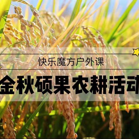 【向阳教育户外课堂】金秋硕果农耕活动，体验收割稻谷与采茶的乐趣。