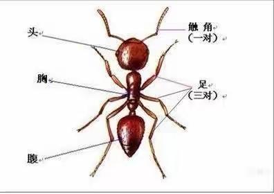 石井镇中心幼儿园小一班生成活动《可爱的小蚂蚁》