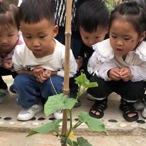 “瓜趣横生”——县直机关杜康路幼儿园小一班实践活动