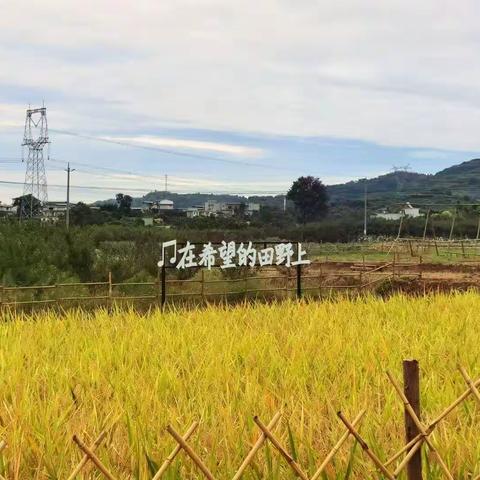 金堂县实验小学二年级八班 红领巾小队——“体验农田生活·感悟农耕文化”主题活动