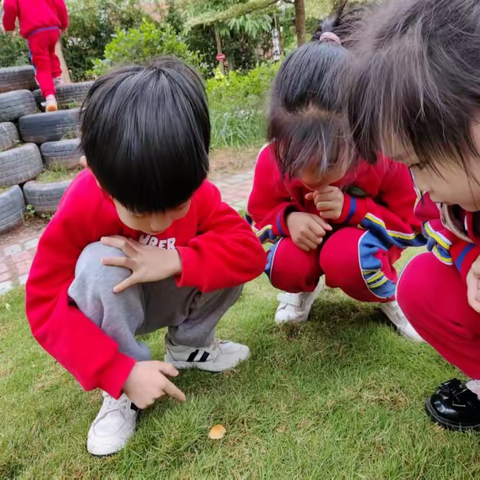 【食育课程】关于红菇的那些事！