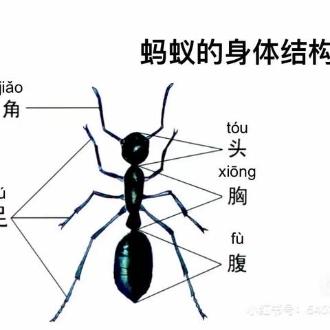 “小”动物的秘密