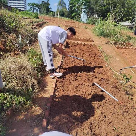 躬耕农事，淬炼成长——遂溪三中高一九班劳动基地种植点滴