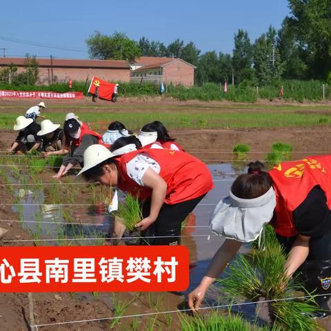 央媒点赞南里镇樊村稻蟹共生涝地变成聚宝盆