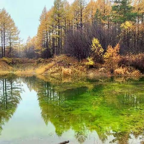 额尔古纳的秋天