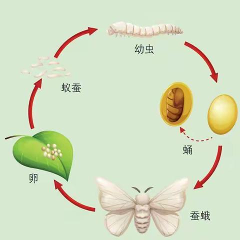 【育才·校园劳动节】春生万物，“蚕”趣横生