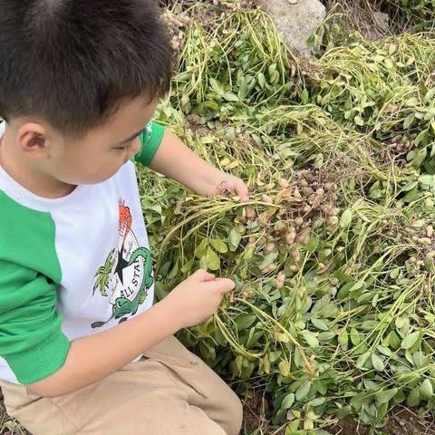 感知秋天，快乐采摘--杨家泊小学附属园采摘花生活动