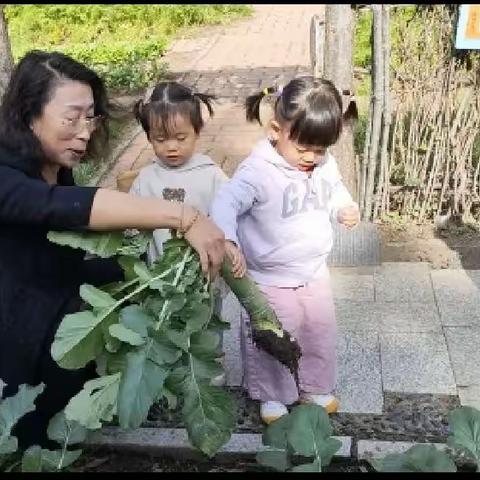 萌娃田园初体验拔萝卜