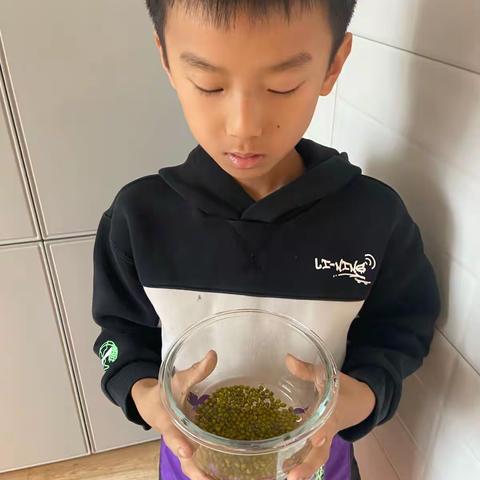 绿豆发芽🌱记录