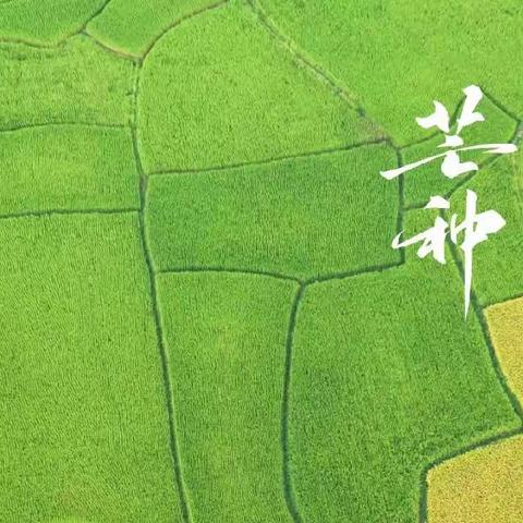 芒种至   仲夏始——市直一幼小一班芒种🌾篇