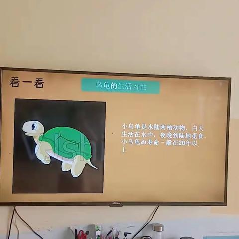 主题：《小乌龟🐢》