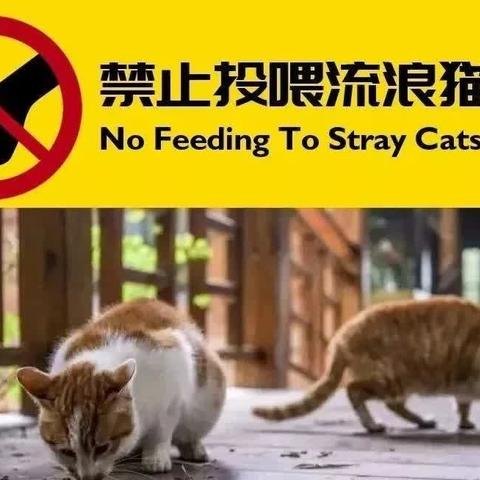 请勿喂养流浪猫