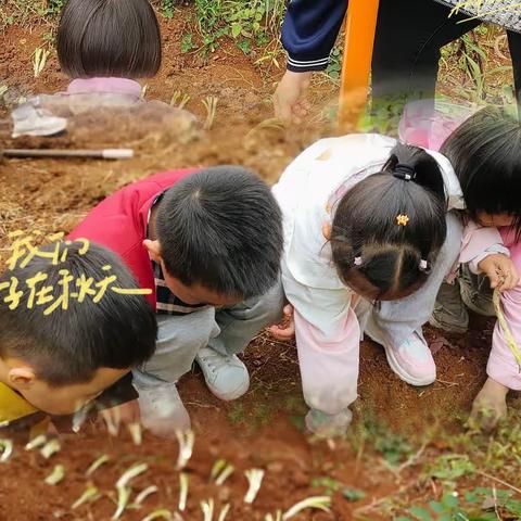 太多的幸福报道🍬，拼凑爱的美妙🥰，金凤凰幼儿园大一班的小可爱又来报道啦！🙈🙈