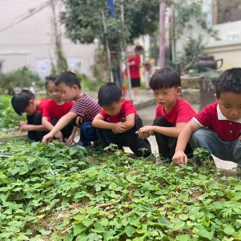 大一班《百草园》——《荷你一起》主题活动精彩回顾🥰