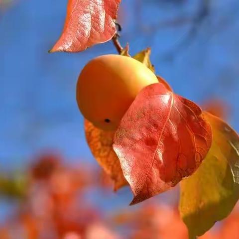 华府项目十月工作简报