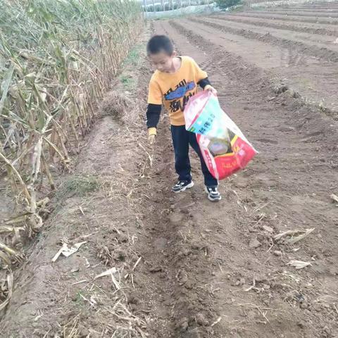 快乐劳动，收获成长——庞各庄乡任田各庄小学国庆假期劳动纪实