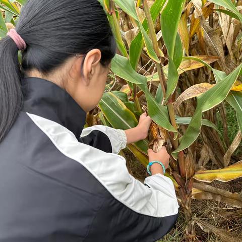 国庆假期里的劳动课：汗水浇灌收获，感恩浸润成长——初一12班邱泉灵